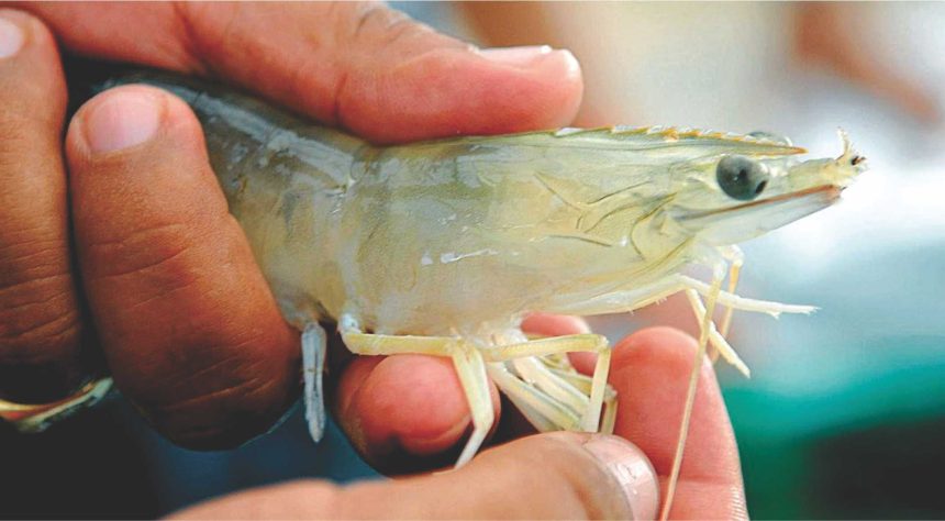 Farm-Raised Shrimp from India