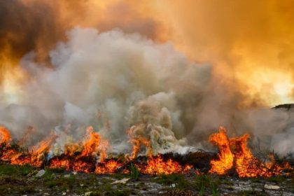 Wildfires Could Negate Effects of Forest